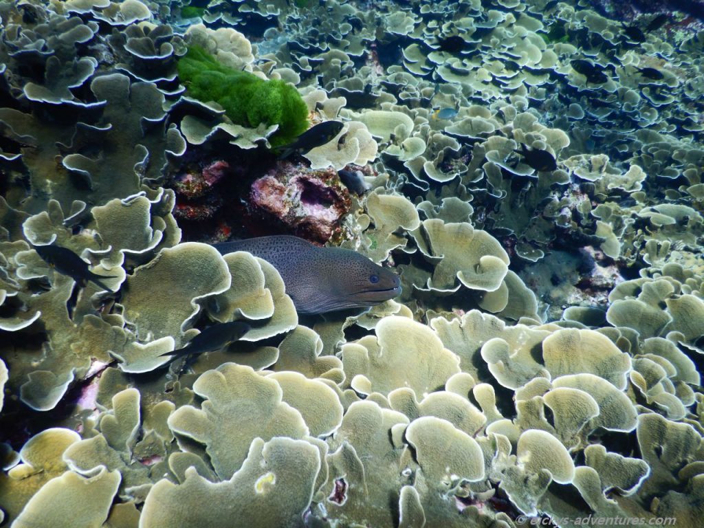 Unterwasserwelt im Westen von Koh Bon