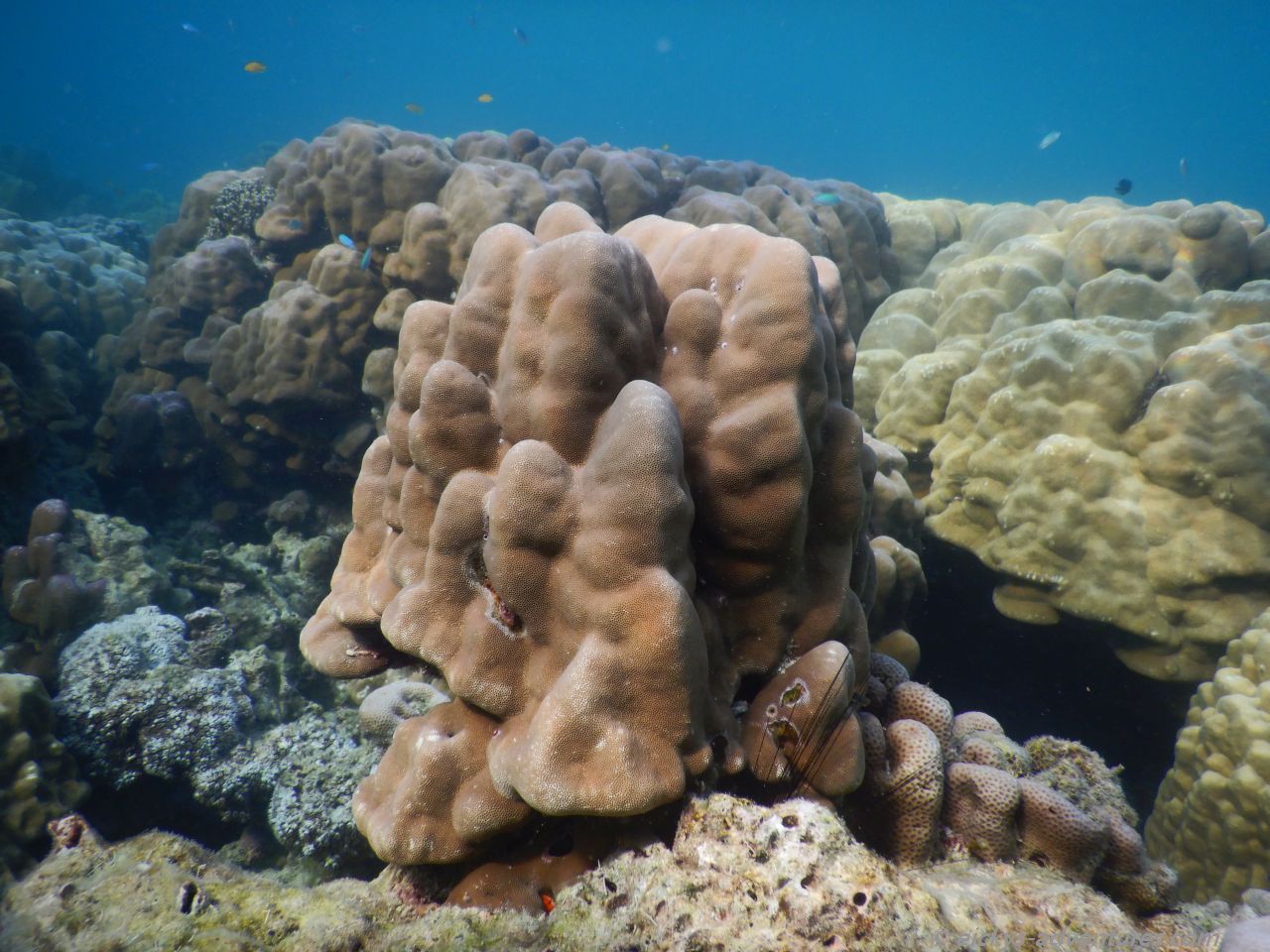 Unterwasserwelt bei den Surin-Inseln Unterwasserwelt bei den Surin-Inseln