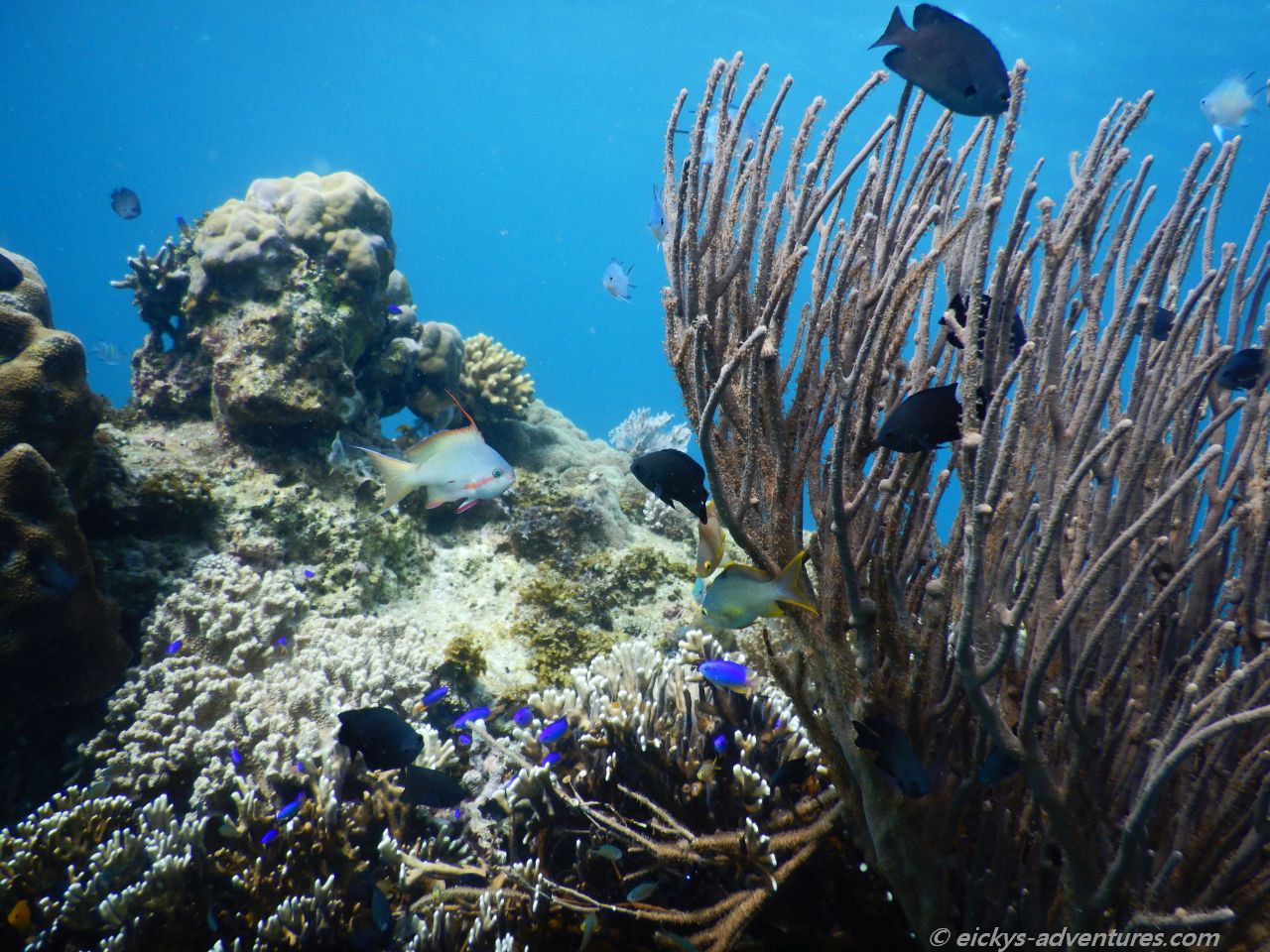 Unterwasserwelt in Anda am 1peace Guesthouse Unterwasserwelt in Anda am 1peace Guesthouse