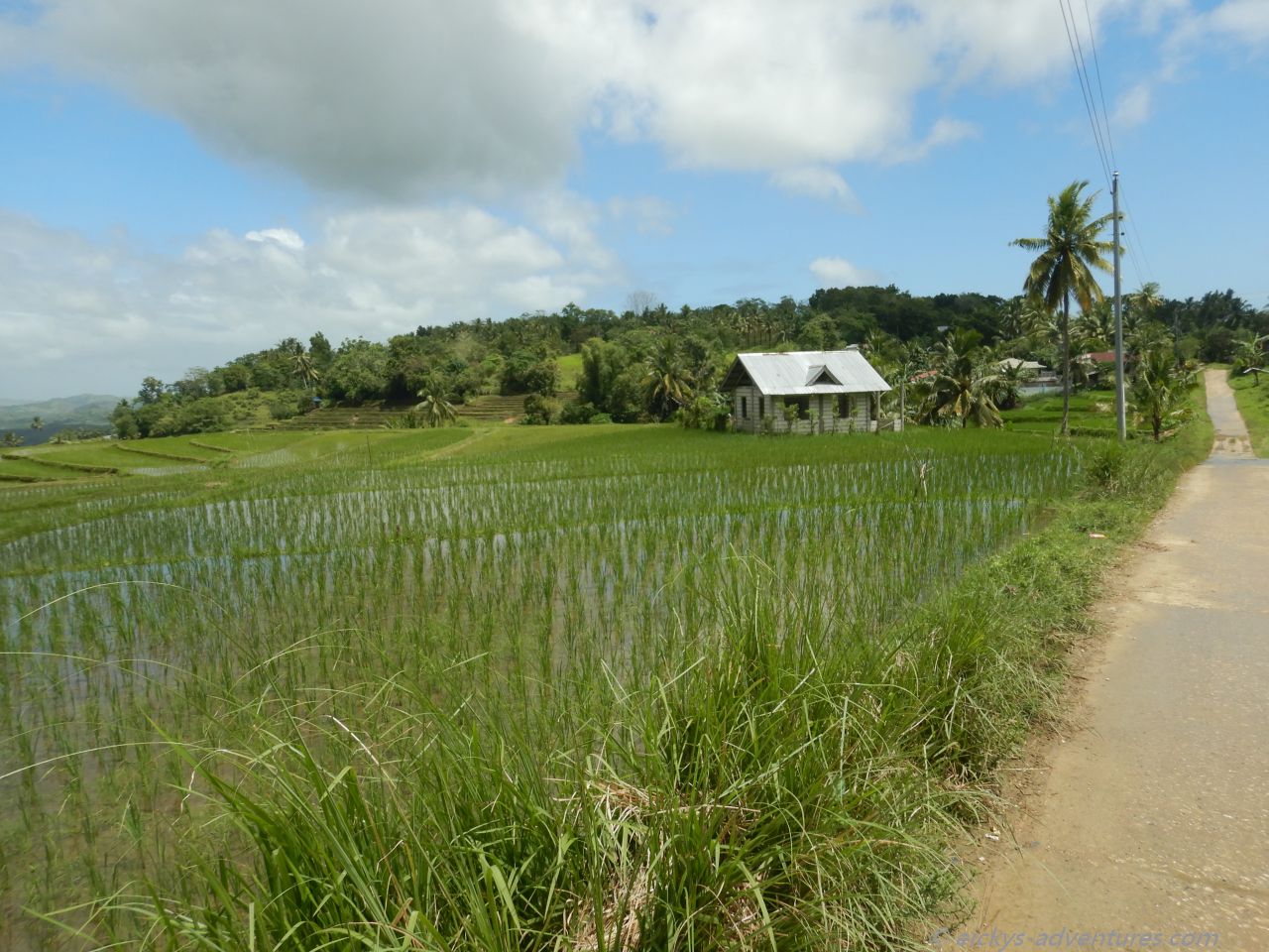 Reisfelder auf dem Weg nach Cadapdapan Reisfelder auf dem Weg nach Cadapdapan