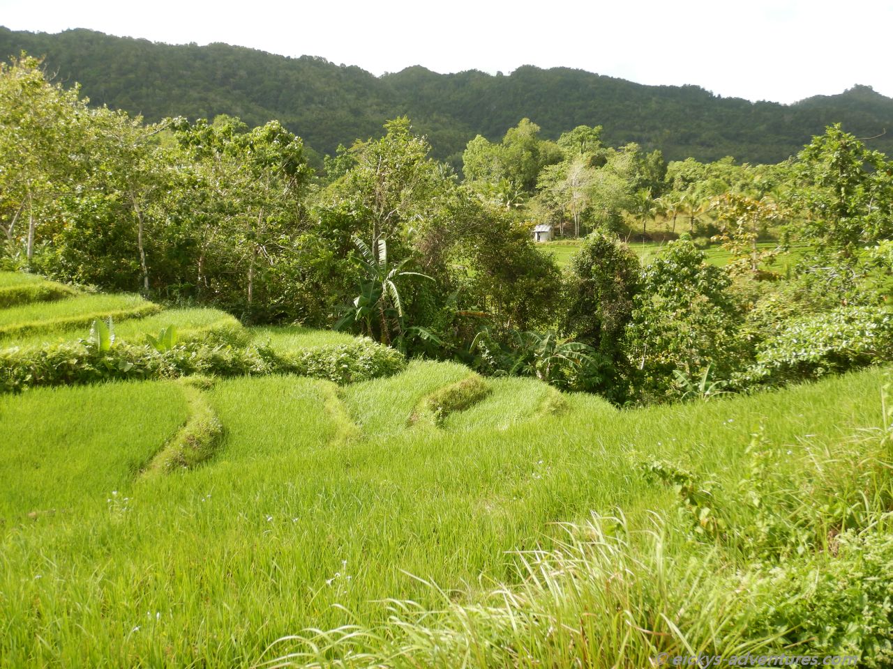 Cadapdapan Rice Terraces Cadapdapan Rice Terraces