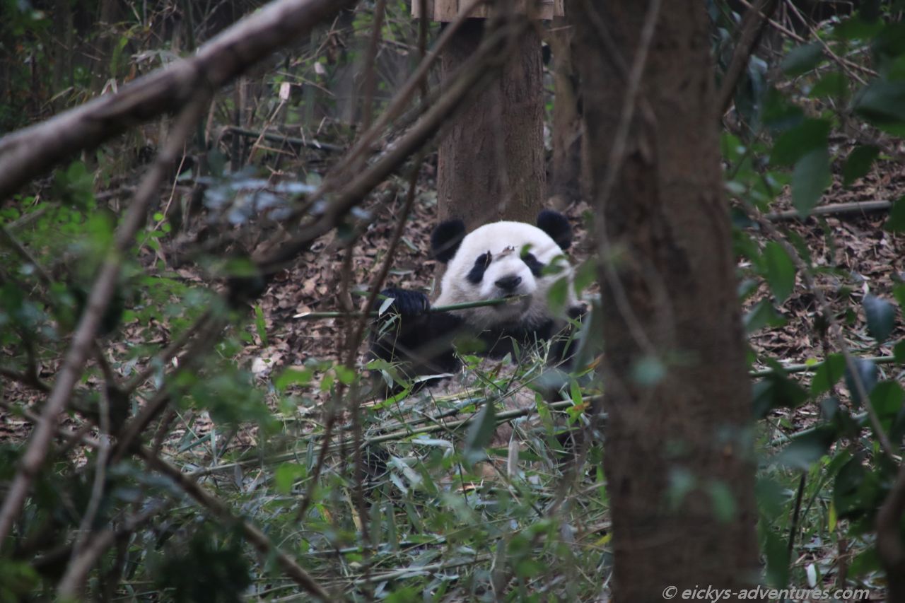 der Große Panda im Panda Research Center der Große Panda im Panda Research Center