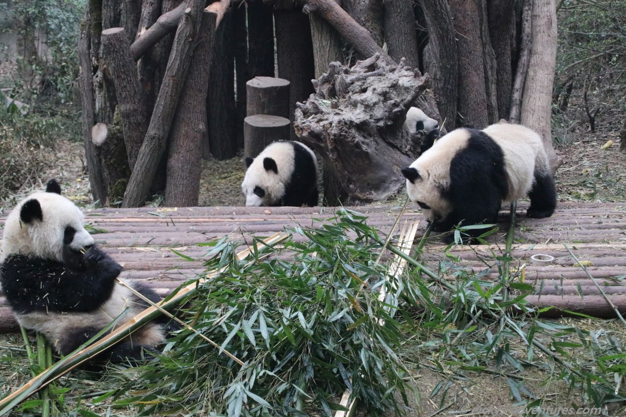 der Große Panda im Panda Research Center der Große Panda im Panda Research Center