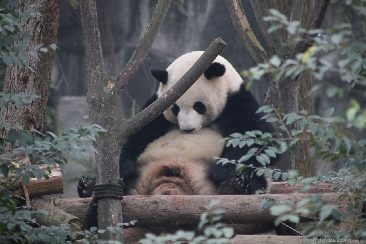 der Große Panda im Panda Research Center der Große Panda im Panda Research Centerder Große Panda im Panda Research Center