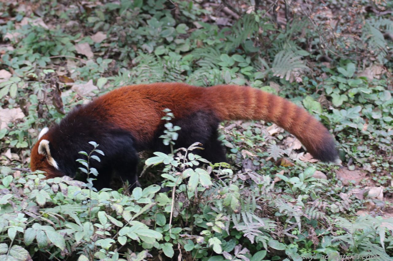 der Rote Panda im Panda Research Center der Rote Panda im Panda Research Center