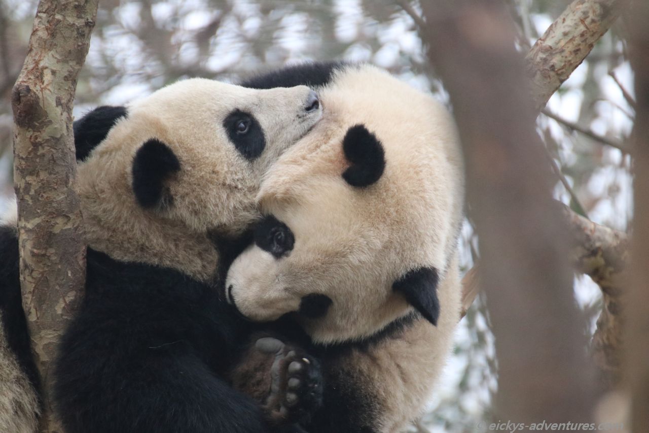 der Große Panda im Panda Research Center der Große Panda im Panda Research Center