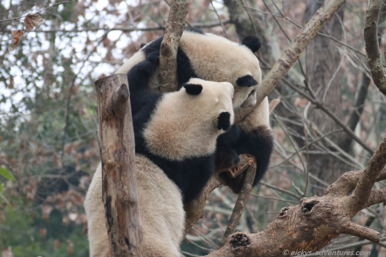 der Große Panda im Panda Research Center der Große Panda im Panda Research Center
