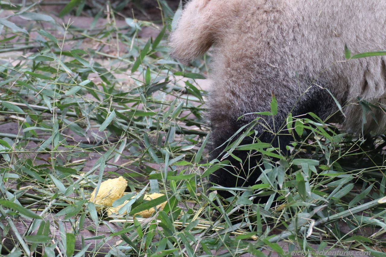 der Große Panda im Panda Research Center der Große Panda im Panda Research Center