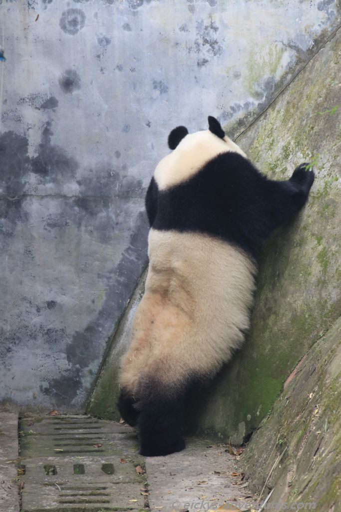 der Große Panda im Panda Research Center der Große Panda im Panda Research Center