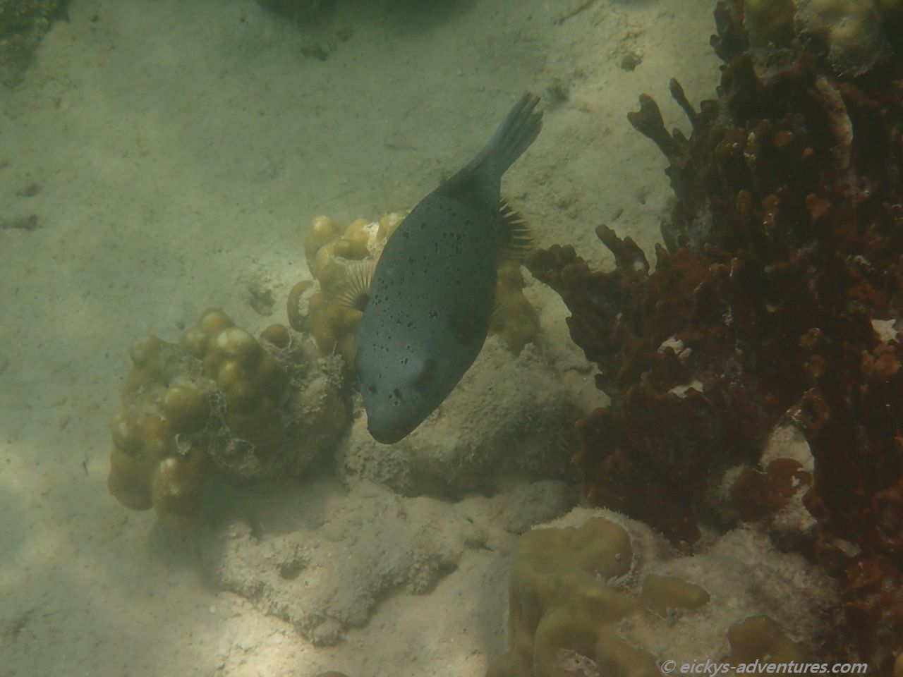 Unterwasserwelt am Sunset Beach Unterwasserwelt am Sunset Beach