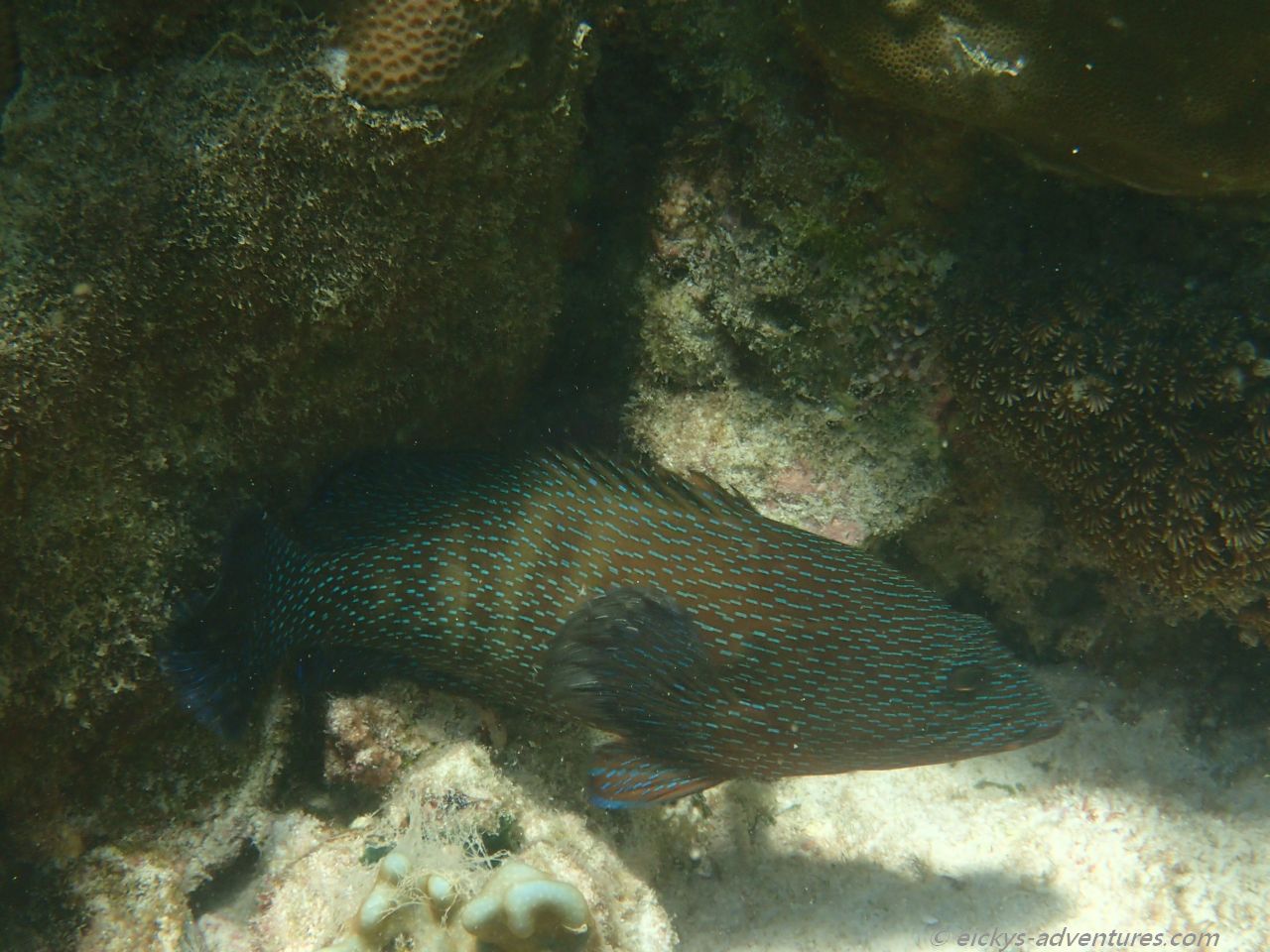 Schnorchelausflug Far Islands - Bulo Schnorchelausflug Far Islands - Bulo