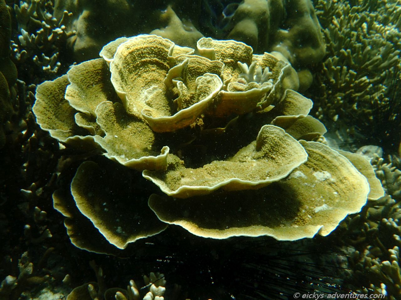 Schnorchelausflug Far Islands - Koh Pung Schnorchelausflug Far Islands - Koh Pung