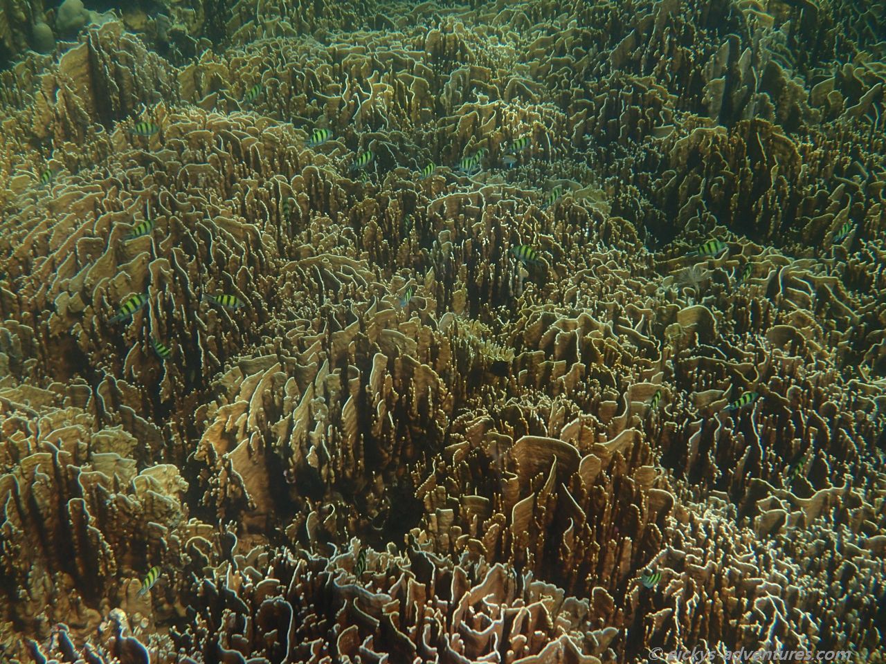 Schnorchelausflug Far Islands - Hin Ngam Schnorchelausflug Far Islands - Hin Ngam