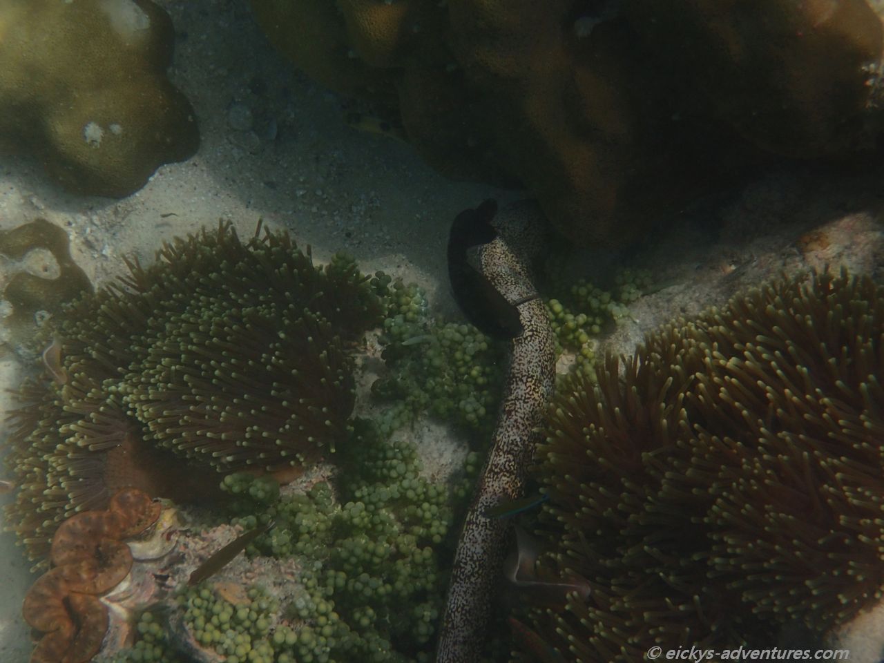 Unterwasserwelt am Sunrise Beach bei Ko Usen Unterwasserwelt am Sunrise Beach bei Ko Usen