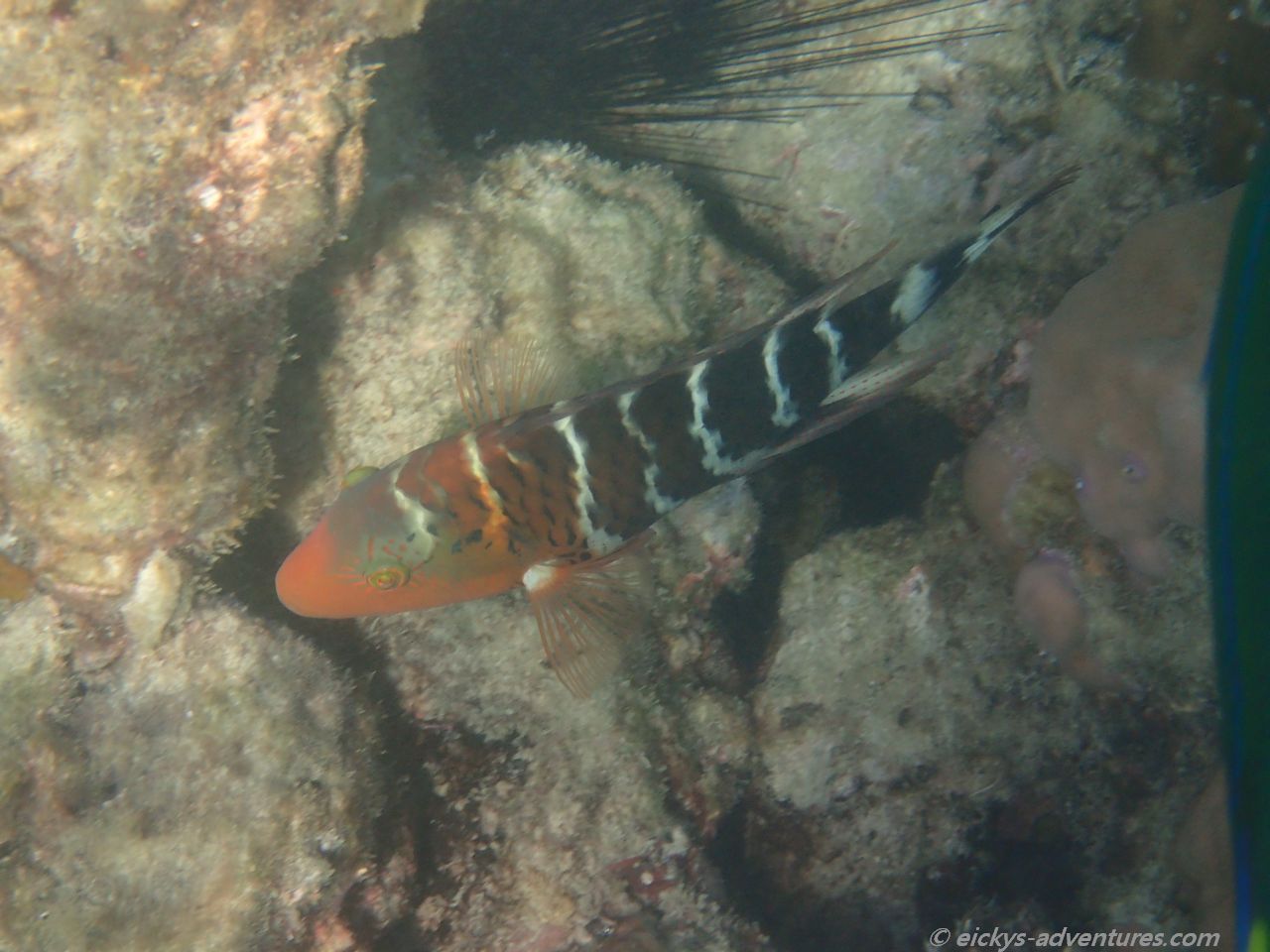 Unterwasserwelt auf Koh Ngai Unterwasserwelt auf Koh Ngai