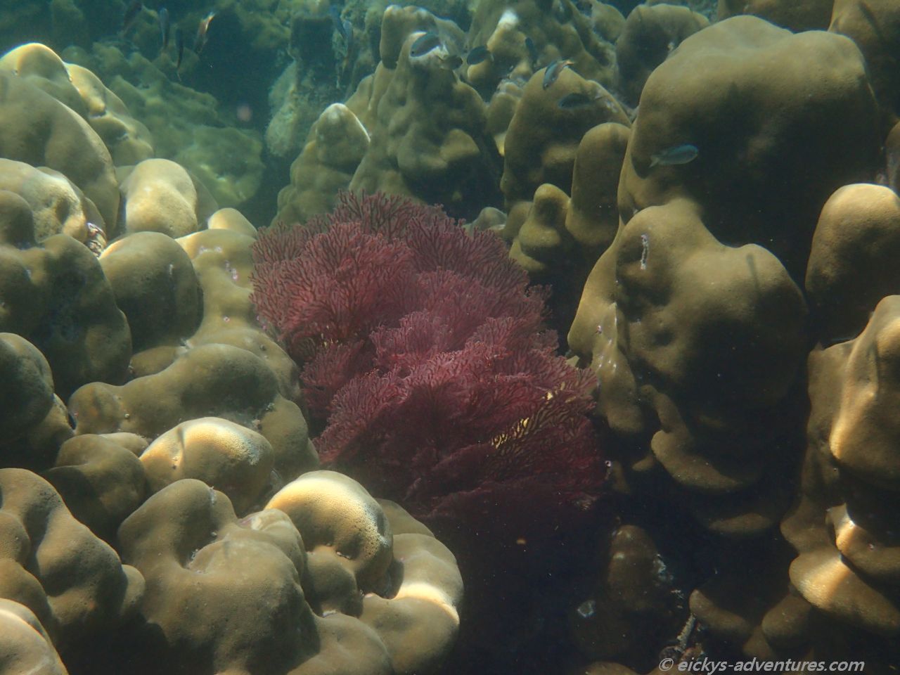 Unterwasserwelt auf Koh Ngai Unterwasserwelt auf Koh Ngai
