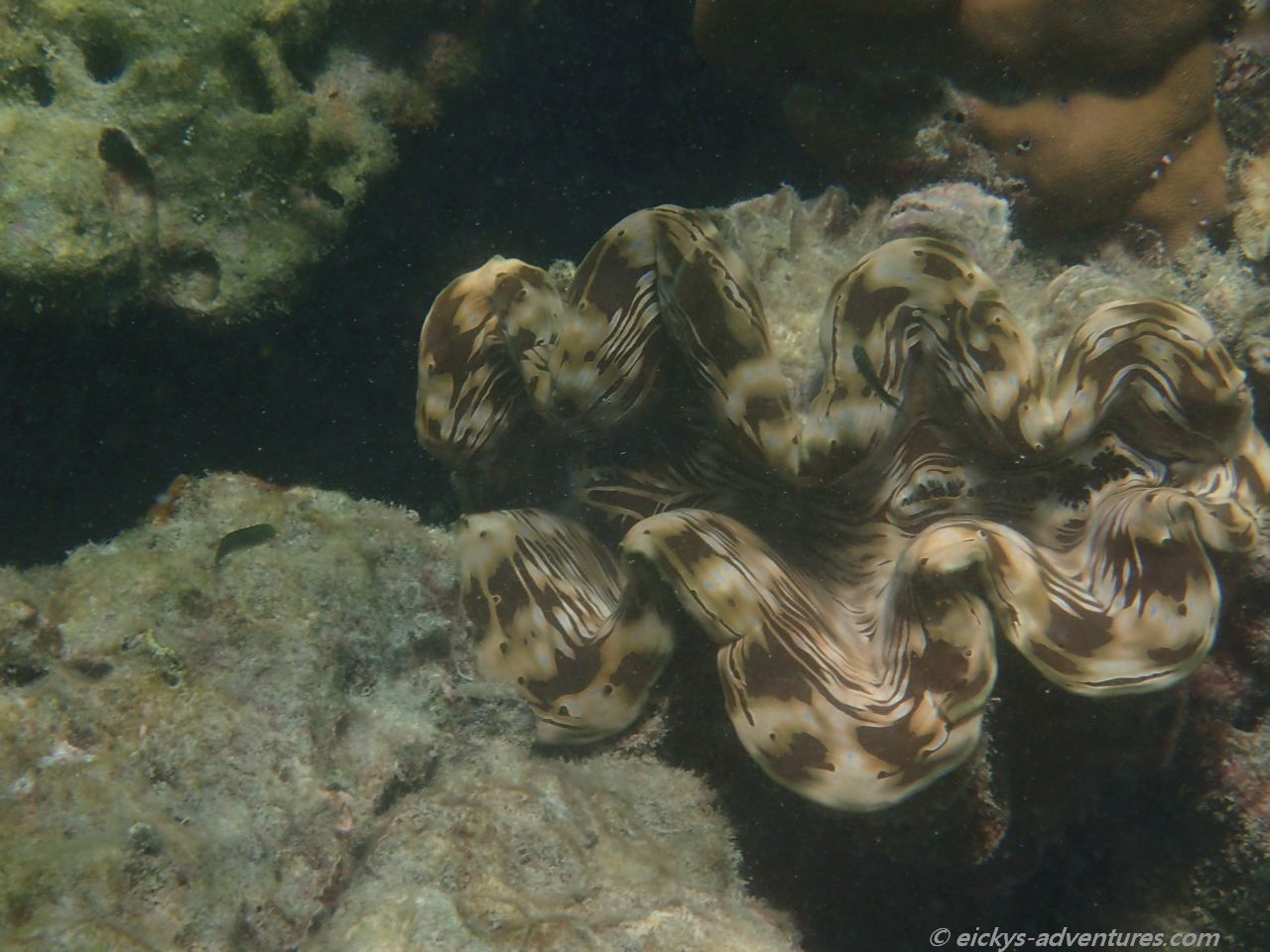 Unterwasserwelt auf Koh Ngai