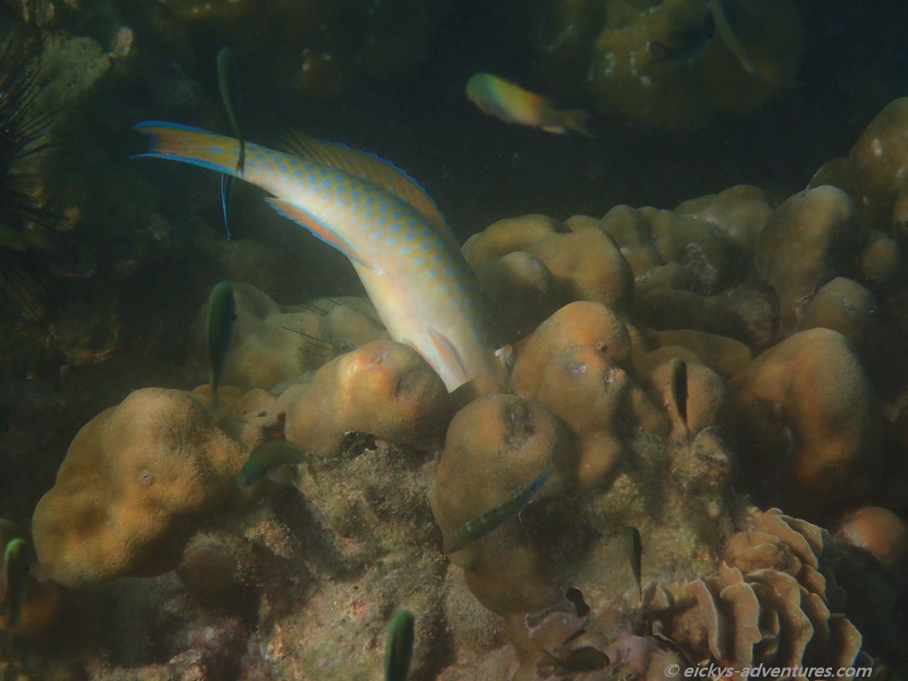 Unterwasserwelt auf Koh Ngai Unterwasserwelt auf Koh Ngai