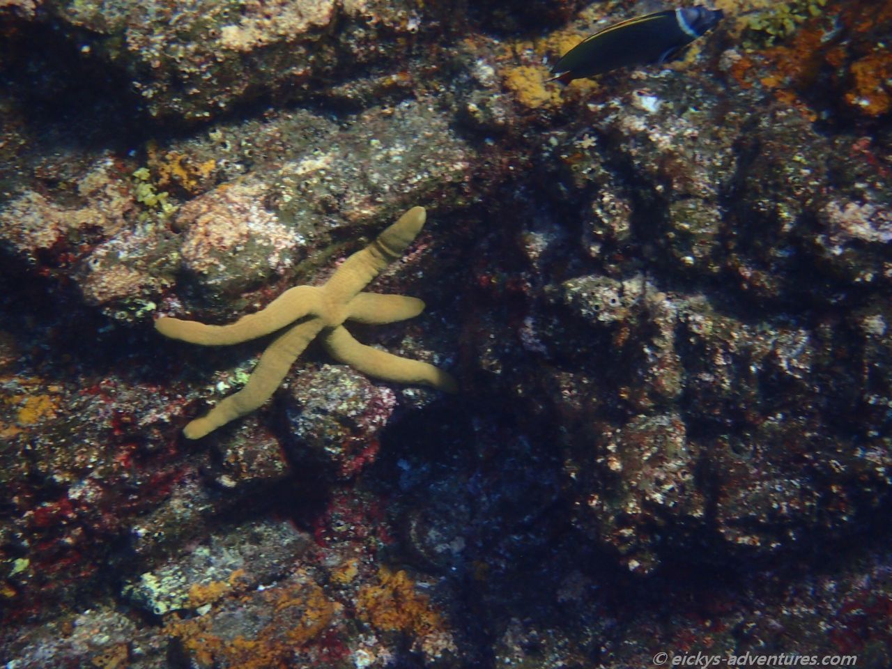 Unterwasserwelt im Westen von Koh Bon Unterwasserwelt im Westen von Koh Bon