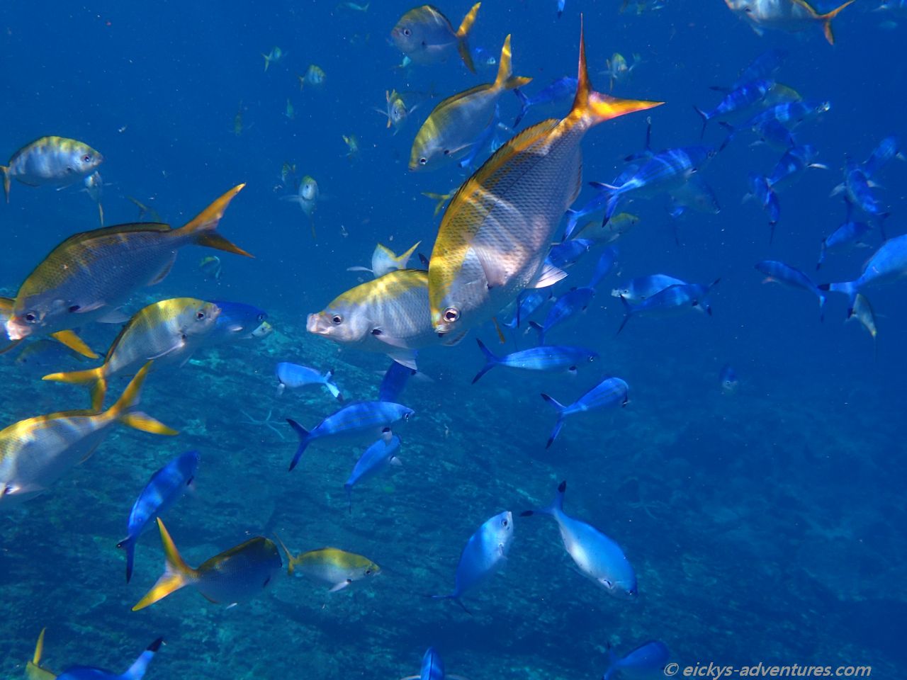 Unterwasserwelt im Norden von Koh Bon Unterwasserwelt im Norden von Koh Bon