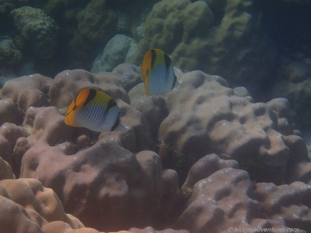Unterwasserwelt bei den Surin-Inseln Unterwasserwelt bei den Surin-Inseln