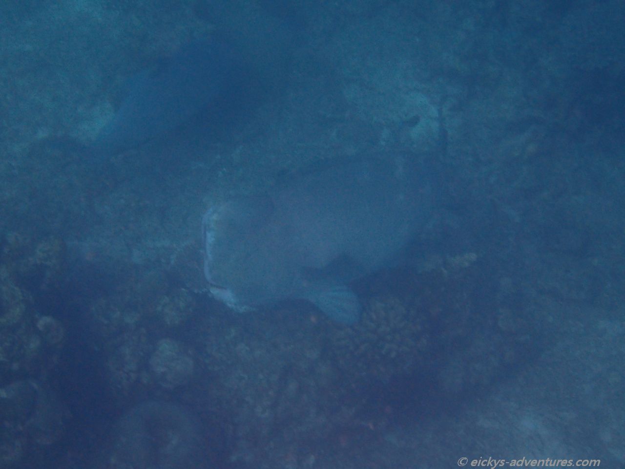 Unterwasserwelt bei den Surins Unterwasserwelt bei den Surins