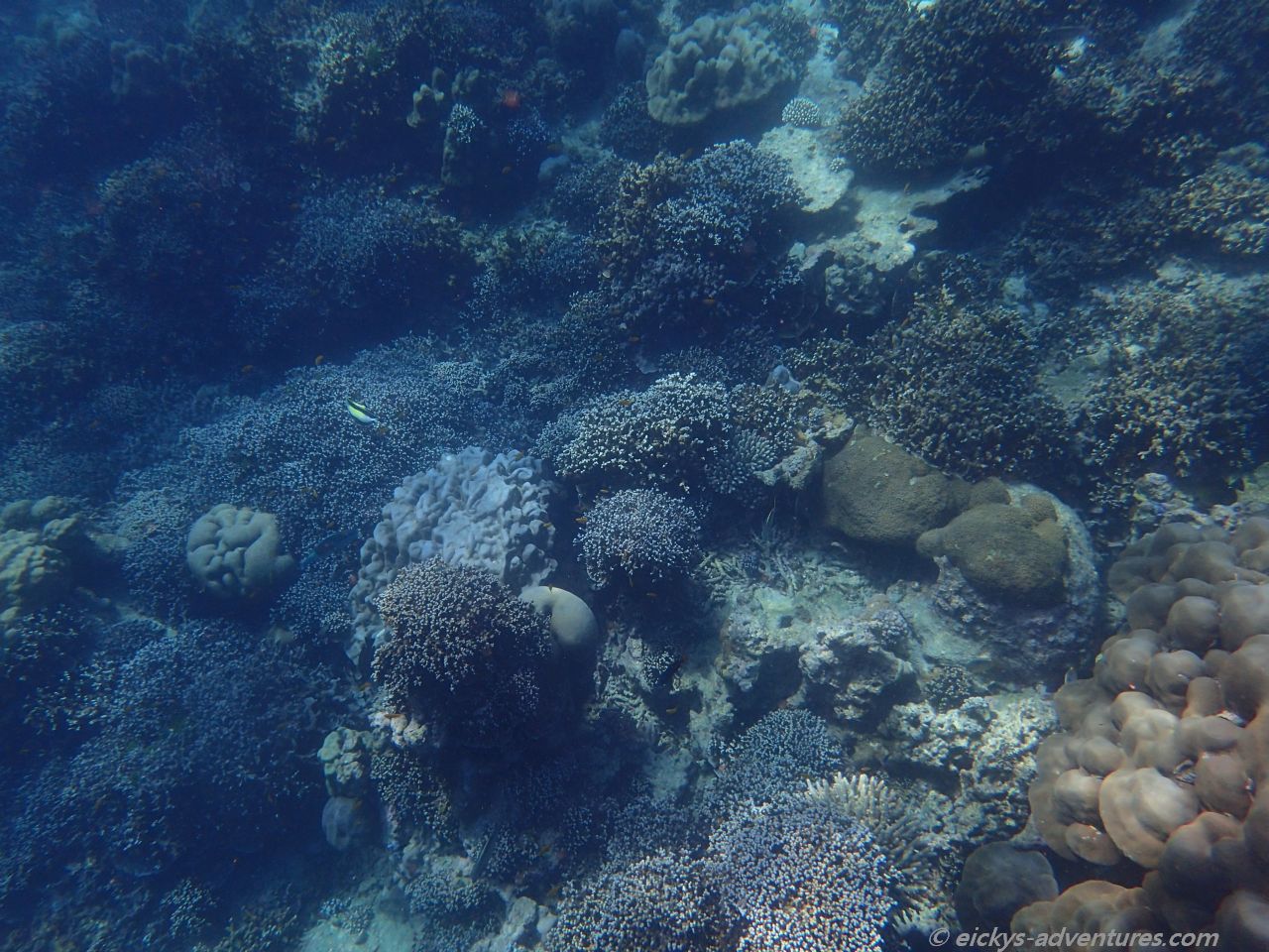 Unterwasserwelt bei den Surins Unterwasserwelt bei den Surins