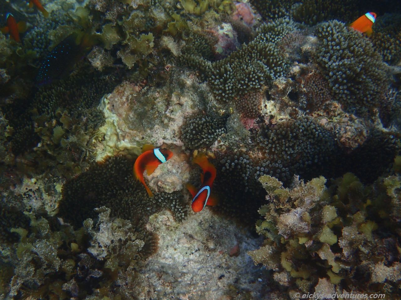 Unterwasserwelt in Anda am 1peace Guesthouse Unterwasserwelt in Anda am 1peace Guesthouse