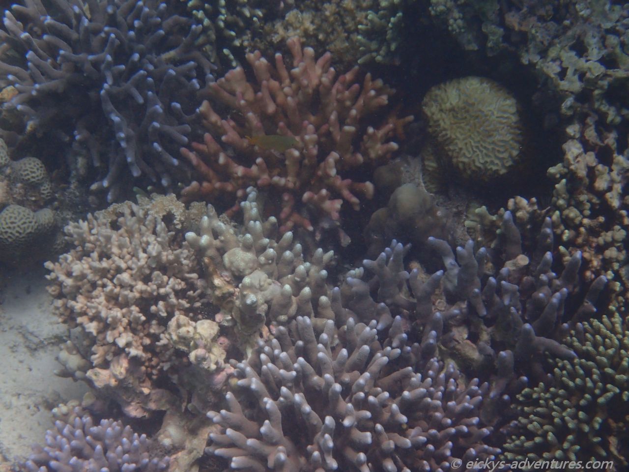 Unterwasserwelt in Anda Unterwasserwelt in Anda