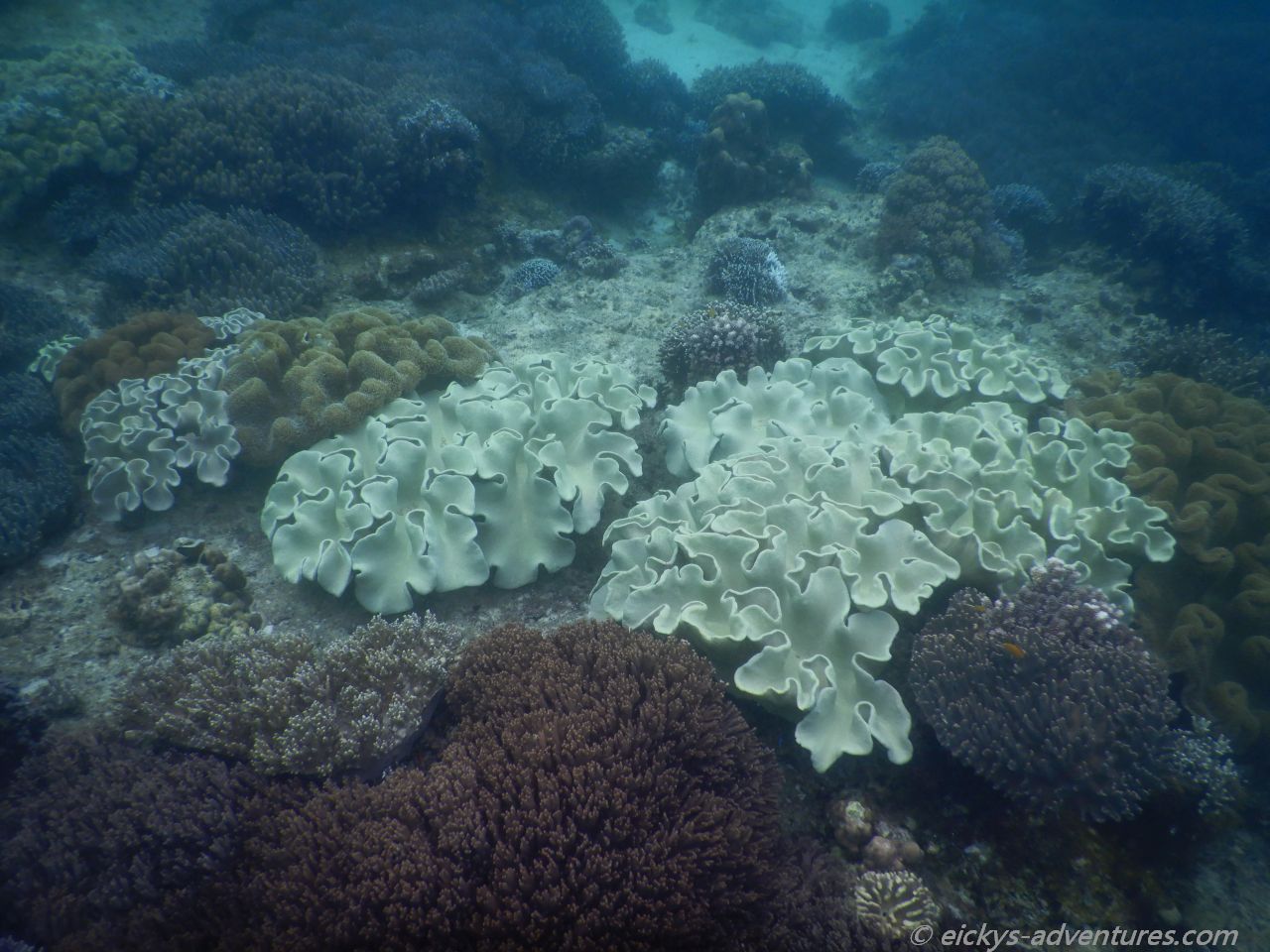 Unterwasserwelt an der Marine Sanctuary Unterwasserwelt an der Marine Sanctuary