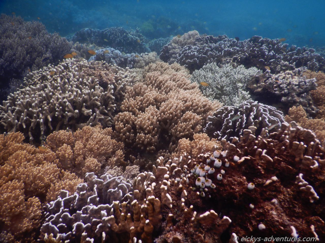 Unterwasserwelt am Coral Garden Unterwasserwelt am Coral Garden