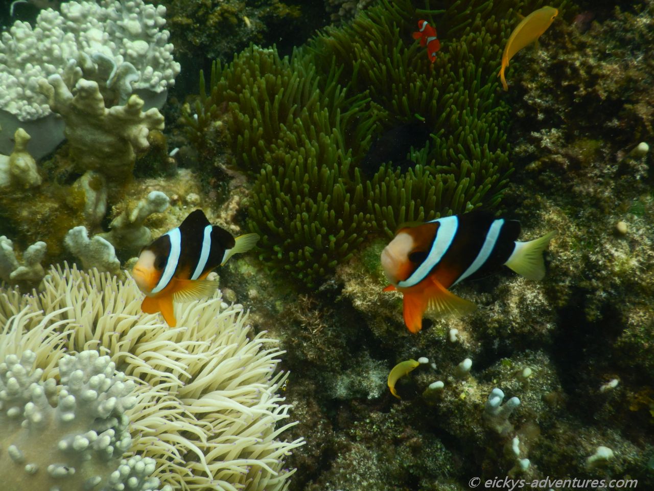 Unterwasserwelt am Coral Garden Unterwasserwelt am Coral Garden