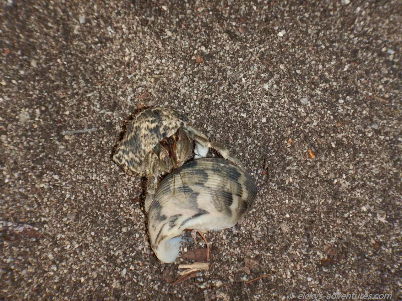 Abschlepp-Krabbe Abschlepp-Krabbe