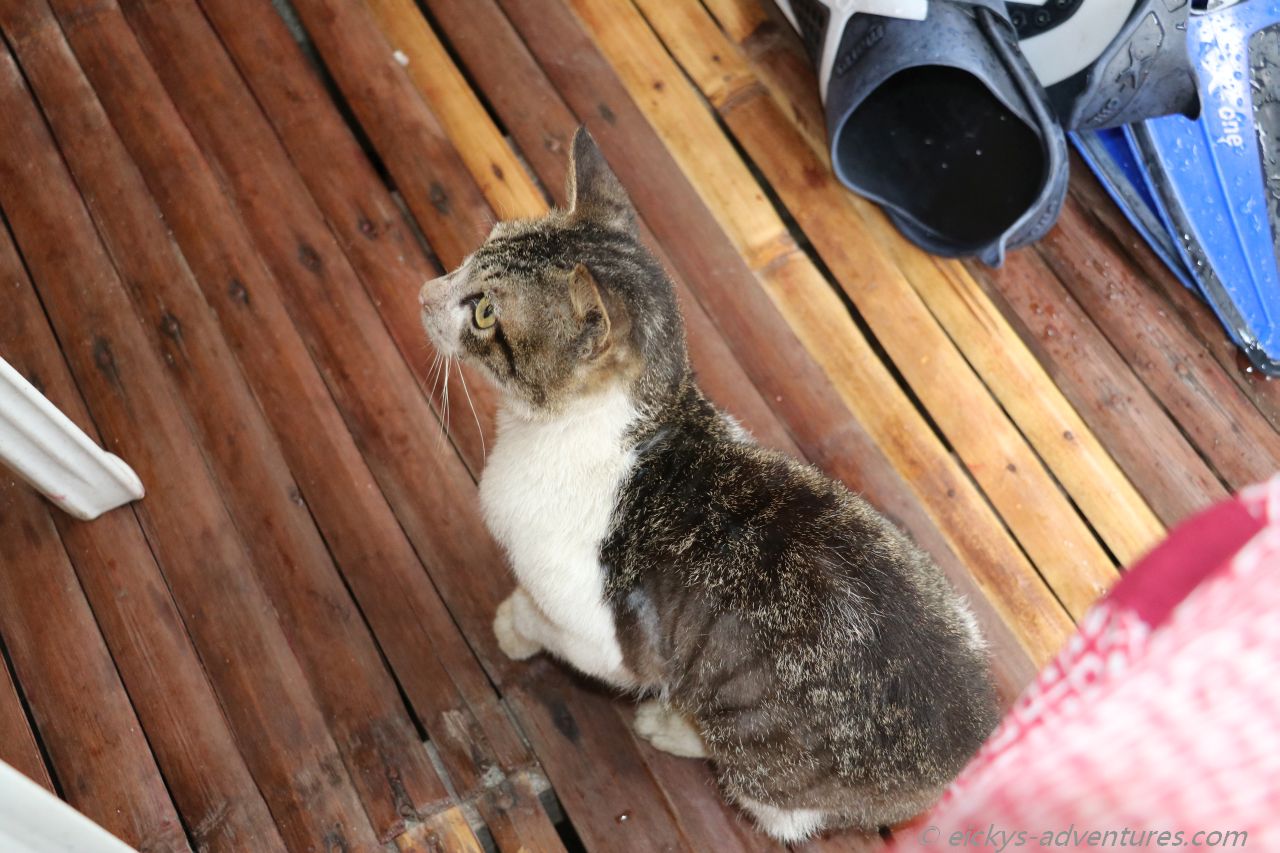 hungriger Nachbar-Kater hungriger Nachbar-Kater