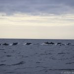 Dolphin Watching Tour in Pamilacan