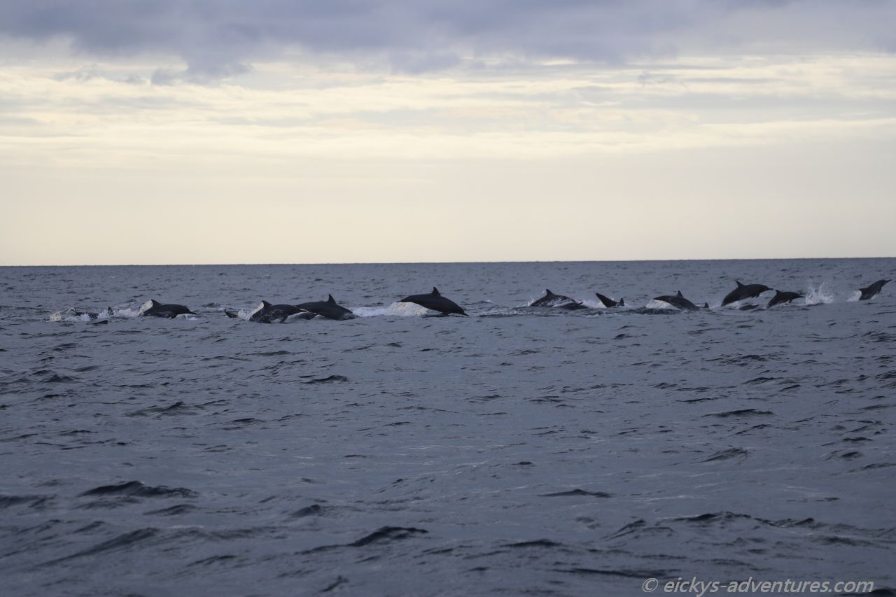 Dolphin Watching Tour in Pamilacan Dolphin Watching Tour in Pamilacan
