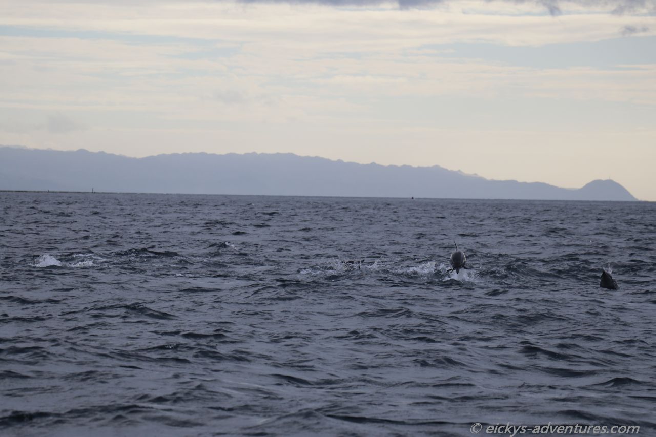 Dolphin Watching Tour in Pamilacan Dolphin Watching Tour in Pamilacan