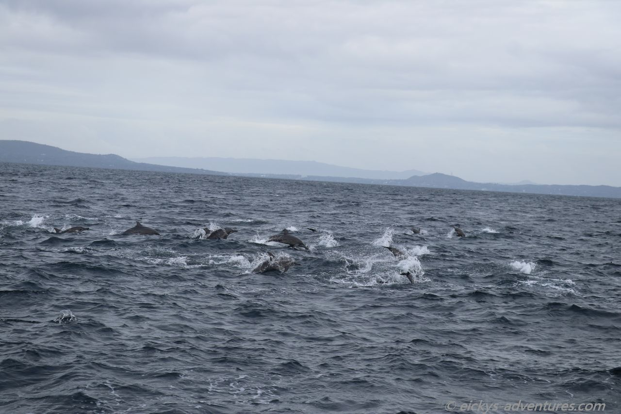 Dolphin Watching Tour in Pamilacan Dolphin Watching Tour in Pamilacan