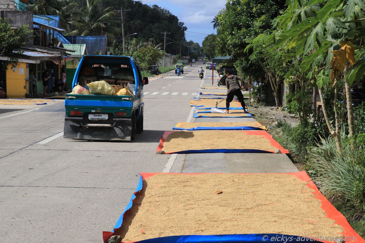Reis trocknet auf Planen am Straßenrand Reis trocknet auf Planen am Straßenrand