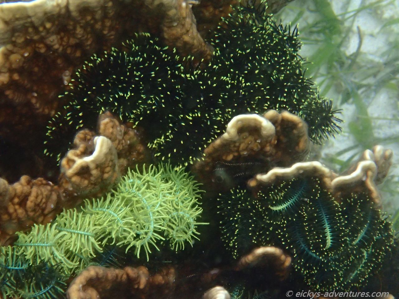 Unterwasserwelt auf Pamilacan Unterwasserwelt auf Pamilacan