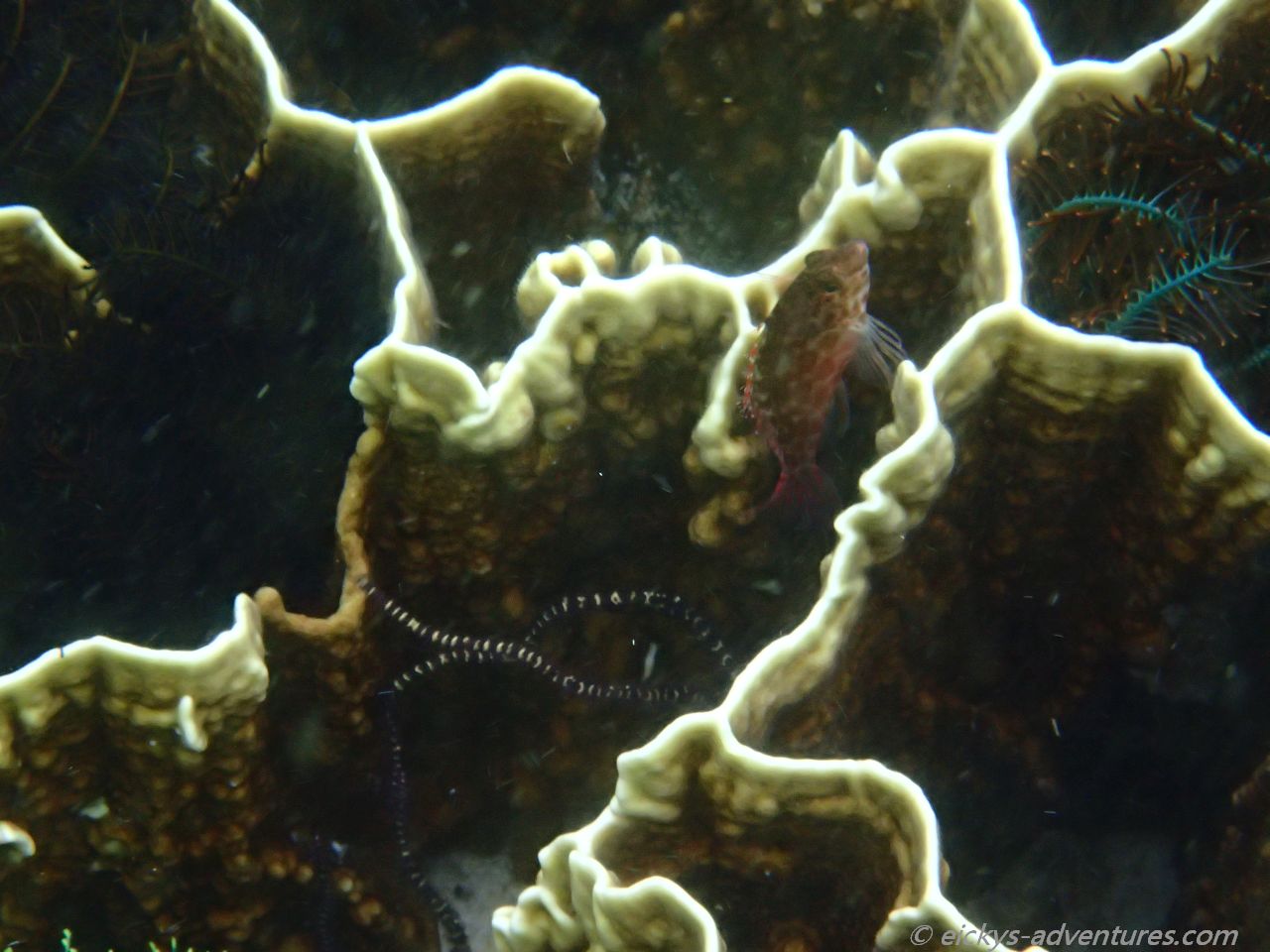 Unterwasserwelt auf Pamilacan Unterwasserwelt auf Pamilacan