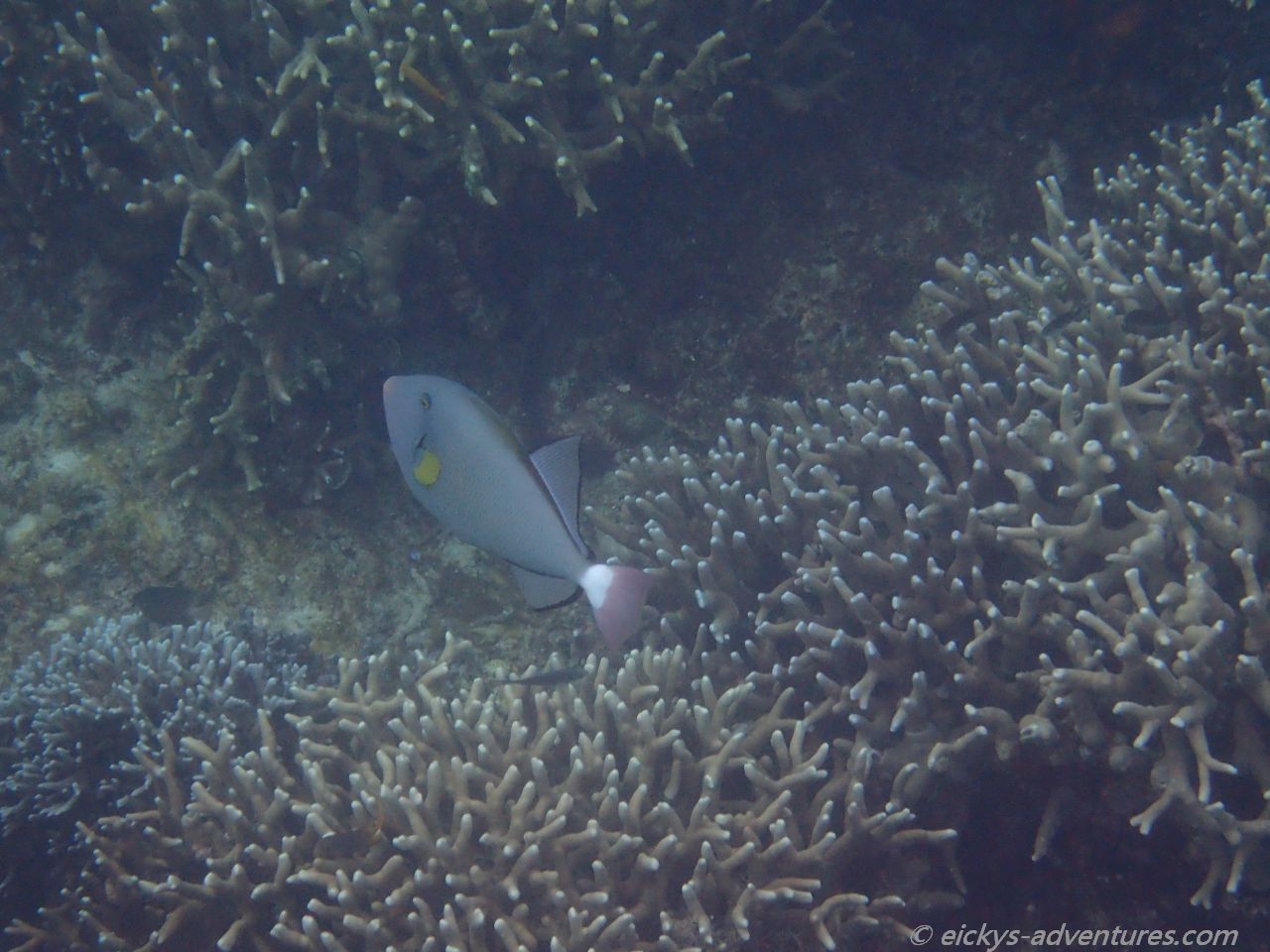 Unterwasserwelt an der Marine Sanctuary Unterwasserwelt an der Marine Sanctuary