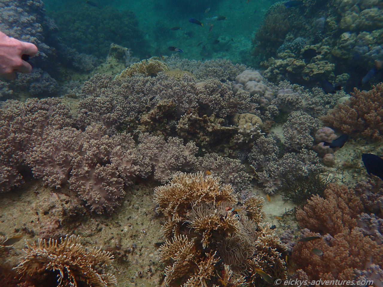 Unterwasserwelt an der Marine Sanctuary Unterwasserwelt an der Marine Sanctuary