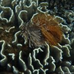 Unterwasserwelt am Coral Garden