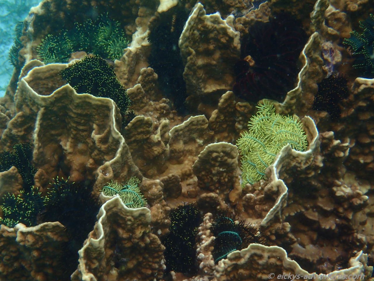 Unterwasserwelt in Pamilacan Unterwasserwelt in Pamilacan