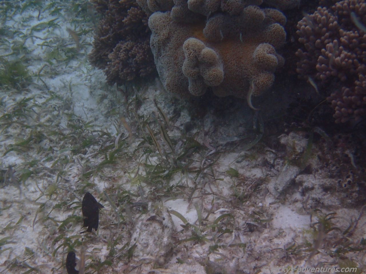 Unterwasserwelt in Pamilacan Unterwasserwelt in Pamilacan